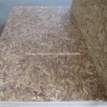 Oriented Strand Board for Building